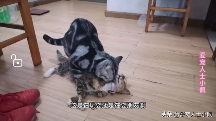 两只被遗忘的猫咪将是武汉疫情期间寄养最长的猫咪