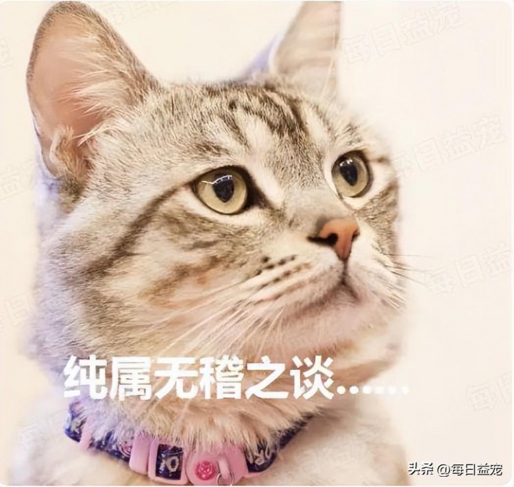 流浪猫天生短尾却被全网质疑虐待现实是：别把无知当乐趣