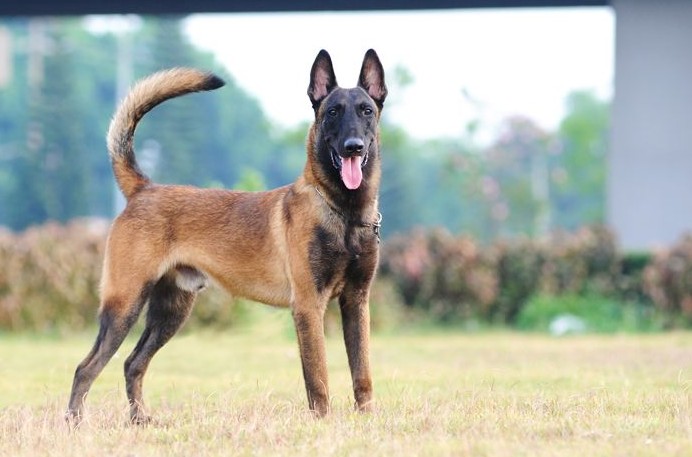 都说马犬是最优秀的犬种，却很少见人养，难道是“过度吹捧”?