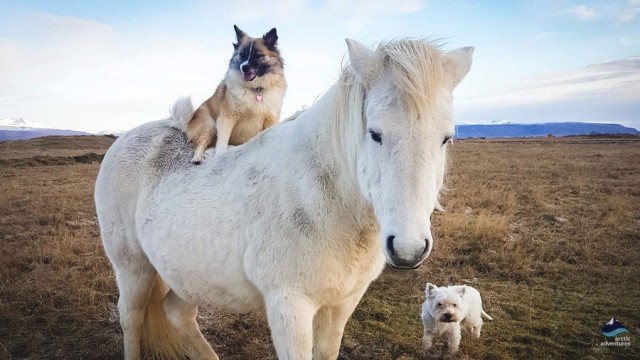 能在冰雪中放羊的冰岛牧羊犬曾是优秀牧羊犬的它们却濒临灭绝