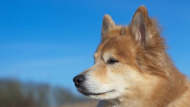 能在冰雪中放羊的冰岛牧羊犬曾是优秀牧羊犬的它们却濒临灭绝